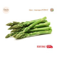 10pcs Asparagus Seed/芦笋种子 [SG Vegetable Seed]