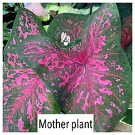Scarlet Beauty Caladium [PlantMum]