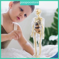 poo Human Skeleton Anatomy Model with Removable Organs Human Body Anatomy Model