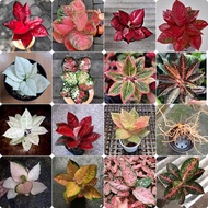 paket spesial 15 bibit bonggol aglonema murah