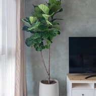 【中高光植栽】 閒琴逸致 • 琴葉榕 | 樹型 | 清水模甕盆