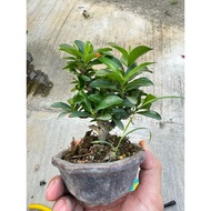 小盆仙丹(黄)ixora chinensis