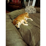 Soft Mattress Dog And Cat Size M (80 × 50 CM)