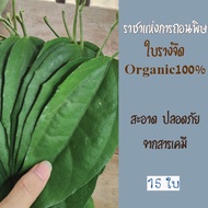 ราชาแห่งการถอนพิษ ใบรางจืด ว่านรางจืด ปลอดสารพิษ Organic100% (15ใบ)