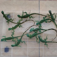 Iguana Blue Baby