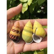 Natural Shell Conch Snail Snail Snail Yellow Left-handed Conch Cloth Snail Hermit Crab Replacement S