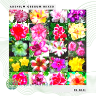 (10 Biji) Benih Bibit Biji - Bunga Adenium Obesum Mix (Single & Double Petal) Flower Seeds - IMPORT
