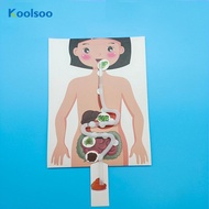Koolsoo Human Digestive System Model Teaching Aids DIY 3D Puzzle Human Body Parts Educational Toys f