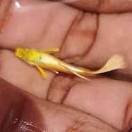 platinum dumbo ear guppy / ikan guppy / Live Fish / Aquarium / Aquascape / Ornamental fish / ikan hi