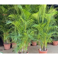 2pcs seeds pokok Palma pokok hiasan pasu/laman rumah,menyejukkan rumah