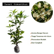 Tanaman Hias Sweet Osmanthus