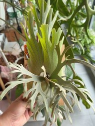 P.willinckii

Yellow Moon Dwarf