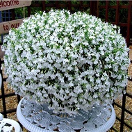 50pcs Mixed Colors Aromatic Gypsophila Seeds Potted Gypsophila Paniculata Four Seasons Flowering Pla