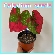 100เมล็ด ตามภาพ บอนสี "ราชินีใบไม้" Caladium Seeds Mixed Colors Flower Seed ต้นบอนสีแปลกๆ บอนสีราคาถูก บอลสีชนิดต่างๆ เมล็ดบอนสี ต้นไม้ บอนสีราคาถูกๆ Others Plants บอนสีแปลกๆ ต้นไม้มงคล ต้นไม้ฟอกอากาศ เมล็ดดอกไม้ บยาก ต้นไม้บอลสี ต้นไม้ฟอกอากาศ เมล็ดบอนสี