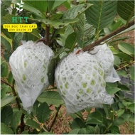 1Kg TÚI XỐP BỌC TRÁI ỔI VÚ SỮA HOÀNG KIM... ĐÃ LỒNG SẴN - VẬT TƯ NÔNG NGHIỆP