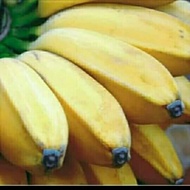 pisang kepok 1kg - cocok untuk kripik pisang
