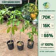 CÂY BÁNH KEM (ảnh thật)-CÂY GHÉP CHẤT LƯỢNG CHUẨN GIỐNG