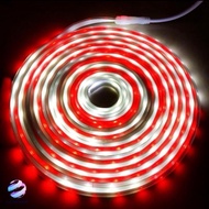 17 August lights, August decorative lights, August lights, August 17th decorative lights