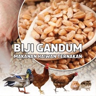 🔥ready stok🔥[10KG]gandum biji/100% dari ladang