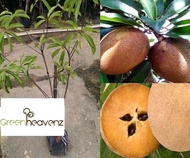 GHZ - Sapodilla Fruit Tree Live Plant Anak Pokok Buah Ciku Mega 人心果 仁心果