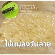 BSF Worm Eggs Fly Worms Order Today Free Cultivation Guide With Admin Services For Lifelong Consulta