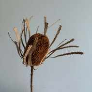 Dried flower Banksia 1PCS