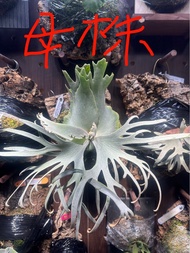 侏儒鹿角蕨 玉女 側芽