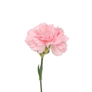 Carnation Light Pink - Fresh Flowers Arrangement Online Flower Delivery Flower Decoration
