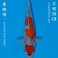 Ikan Koi Import Maruten Goshiki Originale Kanno Koi Farm Istimewah