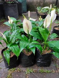 Tanaman Hias Peace Lily / Spatufilum Bunga Indoor Atau Outdoor