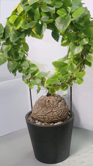 8cm 南非龜甲龍 (塊根植物，象牙宮，大黑，惠比須笑，布紋球，多肉)