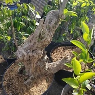 INSTAN BAHAN BONSAI/OKULASI JALITRI/MENTAOS BESAR BERKARAKTER DERWGI 7743GE LARIS