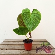 Philodendron Majestic by LS Group