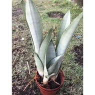 🍃🍃Anak pokok lidah jin beserta akar🍃🍃Sansevieria Silver Queen / Moonshine (1 anak pokok tanpa tanah)