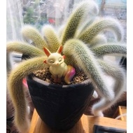 Fox-tailed cactus, 1-tailed fox-tailed cactus, 9-tailed fox cactus, fox-tailed cactus