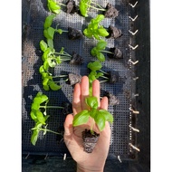 Italian Sweet Basil Baby Plant pack 10