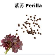 Perilla紫苏叶 Biji Benih Daun Seed Caladium五彩芋 Grass Leaf Garden Plant Seeds