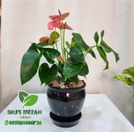 tanaman hias anthurium mickey mouse / tanaman indoor / anthurium