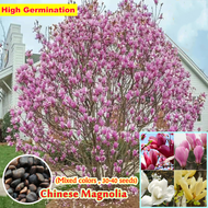 [Fast Grow] 30-40 Seeds High Quality Colorful Chinese Magnolia Seeds for Planting Orchid Gardening Flower Seeds Fragrance Plant Seeds Vegetable Live Plants Air Plant Seeds Plants for Sale Home &amp; Garden Decor Bonsai Seeds  Benih Bunga Easy Grow Malaysia