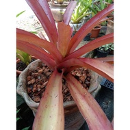 aec merah bromeliad size s live plant
