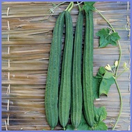✓ ✱ Ramgo Seeds Patola Datu Hava(10Seeds repack)