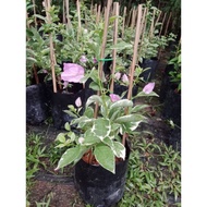 BUNGA KERTAS EVA BATIK  LIGHT PURPLE