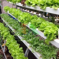Hydroponic solution for leafy vegetables (including 1 liter bottle A and 1 liter bottle B)