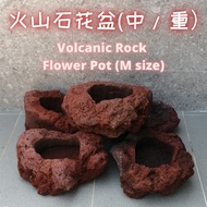 Lava Volcanic Rock Pot For Indoor Plant Succulent Lithops Rose (M size ) 火山石花盆适合多肉和生石花 (中）