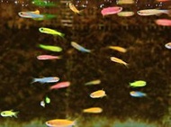 【成崧水族】綜合仙子 綜合斑馬 仙子魚 斑馬魚 不分類 小型魚 熱帶魚