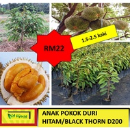 Pokok Durian Duri Hitam (D200)🔥HYBRID 🔥
