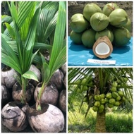 ANAK POKOK KELAPA TACUNAN