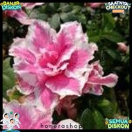 Ornamental Plant Azalea Batik Bicolour Height 20-30Cm Half Price Discount