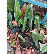 Pokok Buah Naga Merah