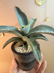 藍鯨魚舌龍舌蘭，塊根植物，多肉植物